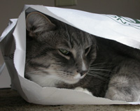 cat in the bag